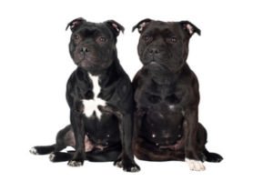 Hundekastrationspflicht